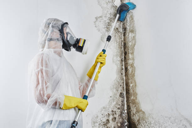 Best Toxic Mold Removal  in Saginaw, MI