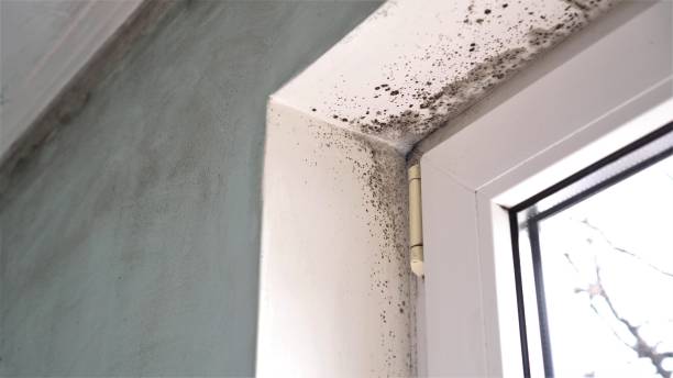 Trusted Saginaw, MI Mold Removal Experts