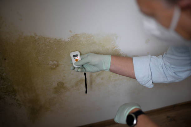 Best Professional Mold Removal  in Saginaw, MI