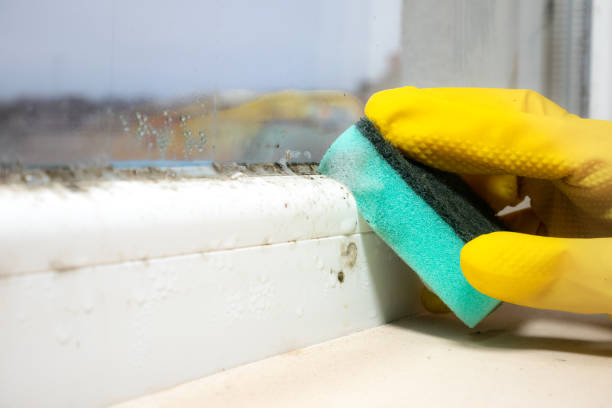 Best Mold Removal Company Near Me  in Saginaw, MI