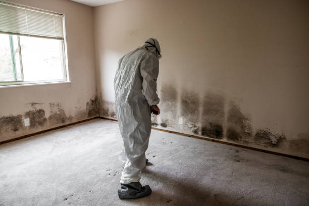 Best Mold Remediation  in Saginaw, MI